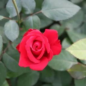 My Valentine Hybrid Tea Rose (Rosa My Valentine) 3